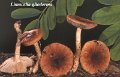 Limacella glioderma-amf1248-1